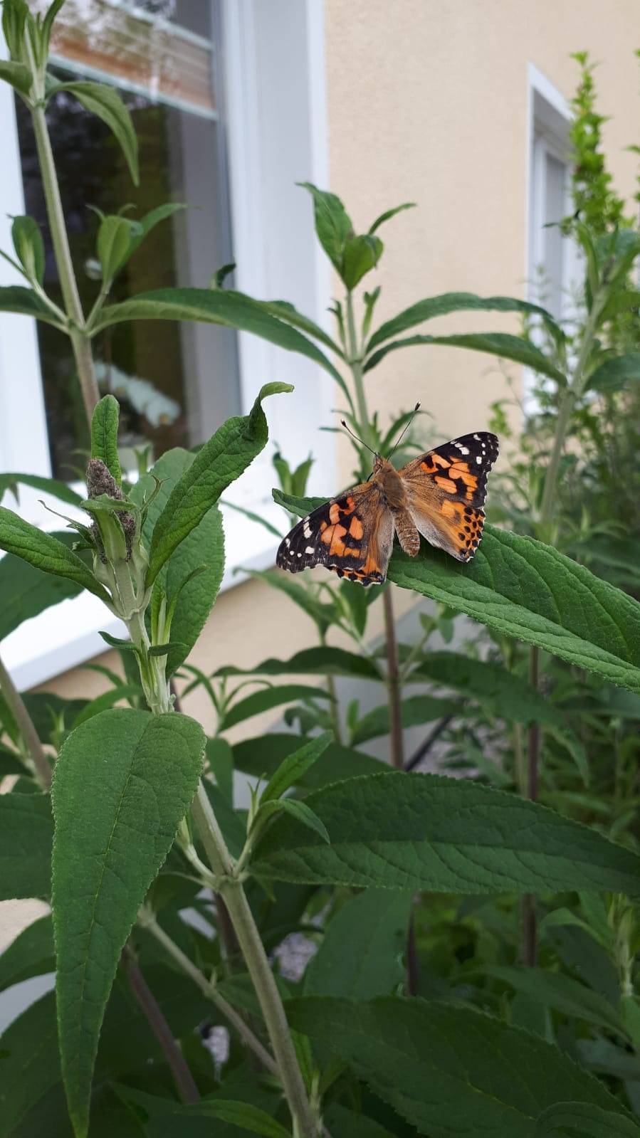 Schmetterlinge in den Tagespflegen aufgezogen